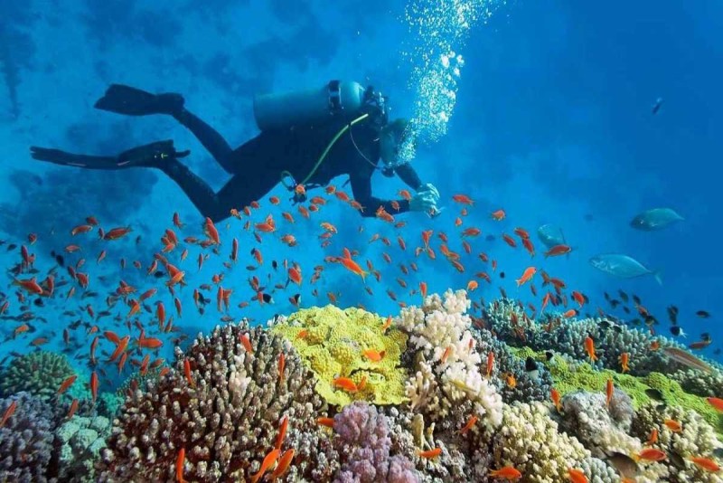 Colorful Coral Reef and Marine Life at Mun Island Vibrant coral reef teeming with colorful fish and marine species at Mun Island
