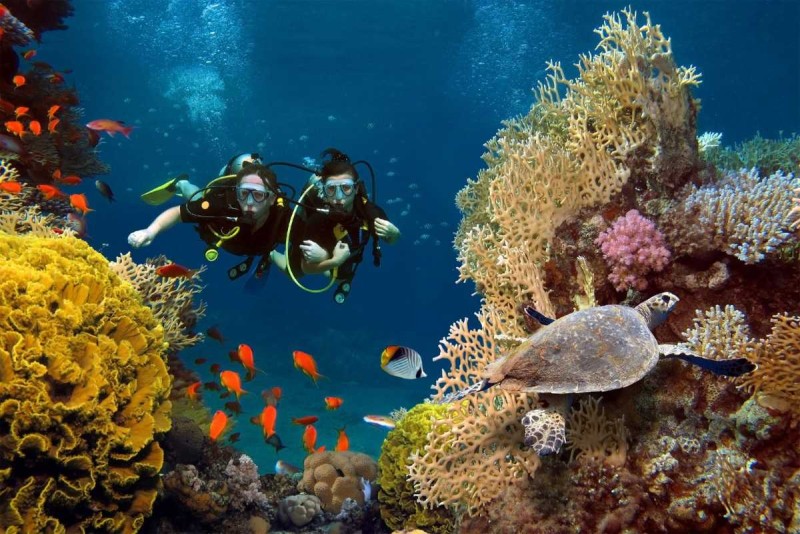 Coral Reefs and Sea Turtle at Mun Island Sea turtle swimming among coral reefs and tropical fish near Mun Island