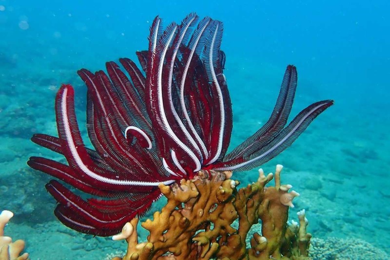Crinoid on Coral Reef at Mun Island Brightly colored crinoid anchored on coral reef near Mun Island