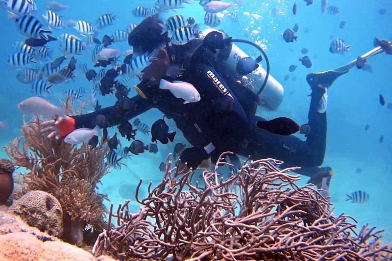 Scuba diver exploring vibrant coral reefs at Mun Island surrounded by tropical fish, showcasing Diving at Mun Island