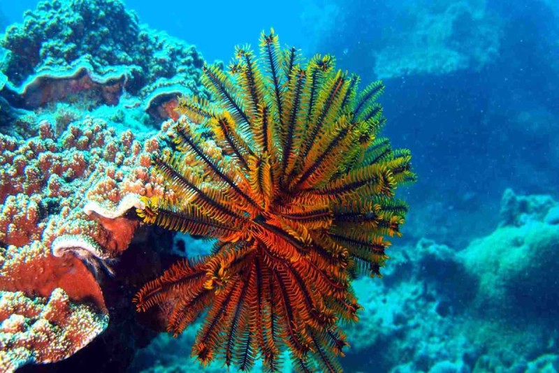 Feather Star on Coral Reef at Mun Island Brightly colored feather star attached to coral reef near Mun Island