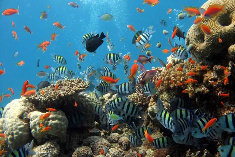 Marine Life at Mun Island Reefs Colorful reef fish swimming around coral formations at Mun Island, Nha Trang