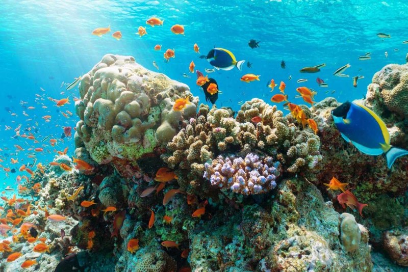 Mun Island coral reef and tropical fish underwater Underwater view of Mun Island coral reefs with various tropical fish species swimming around