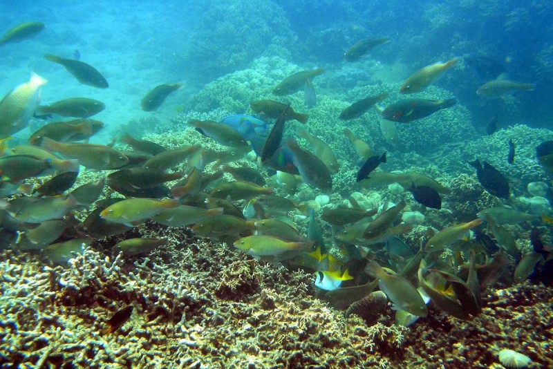 Reef Fish Species Around Mun Island Dense school of reef fish swimming over healthy coral reefs near Mun Island