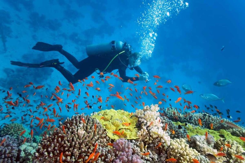 Scuba Diving at Hon Mot Island Nha Trang A scuba diver exploring vibrant coral reefs with numerous tropical fish during scuba diving at Hon Mot Island