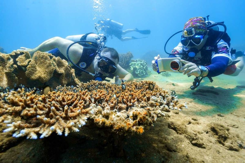 Sea Walking Adventure at Mun Island Tourists walking underwater wearing helmets during a sea walking tour at Mun Island, Nha Trang