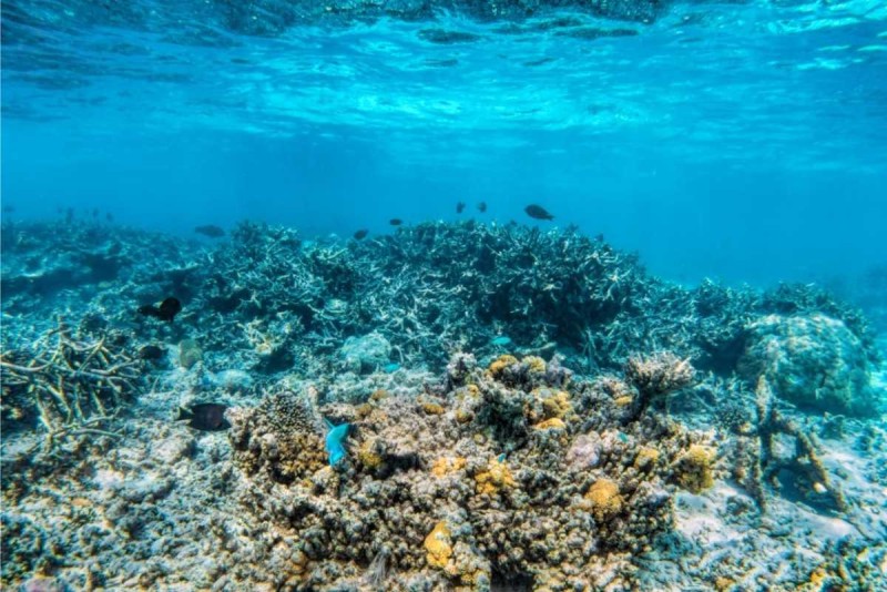 Underwater Coral Reefs at Mun Island Clear underwater view of diverse coral reef structures and marine life at Mun Island