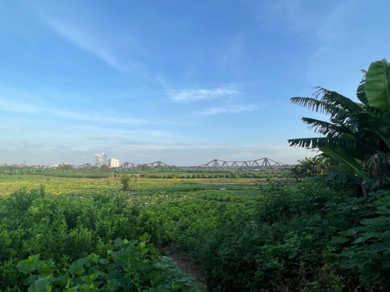 Banana Plantation by Long Bien Bridge Banana plantations with Long Bien Bridge in the background