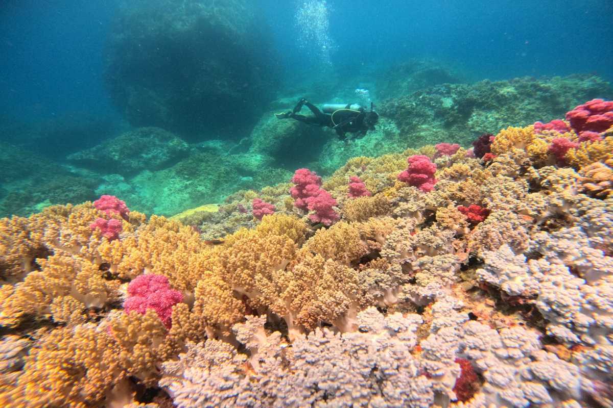 Colorful coral reef bed at Hon Mun Soft and hard corals in full bloom with diver in background at Hon Mun Marine Park, Vietnam