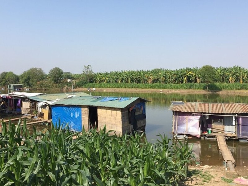 Countryside Charm of Banana Island Hanoi countryside charm on Banana Island with banana plantations and farms