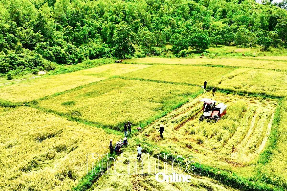 Farmers harvesting golden rice at Diên Điền Rice Fields with machinery near the forest edge