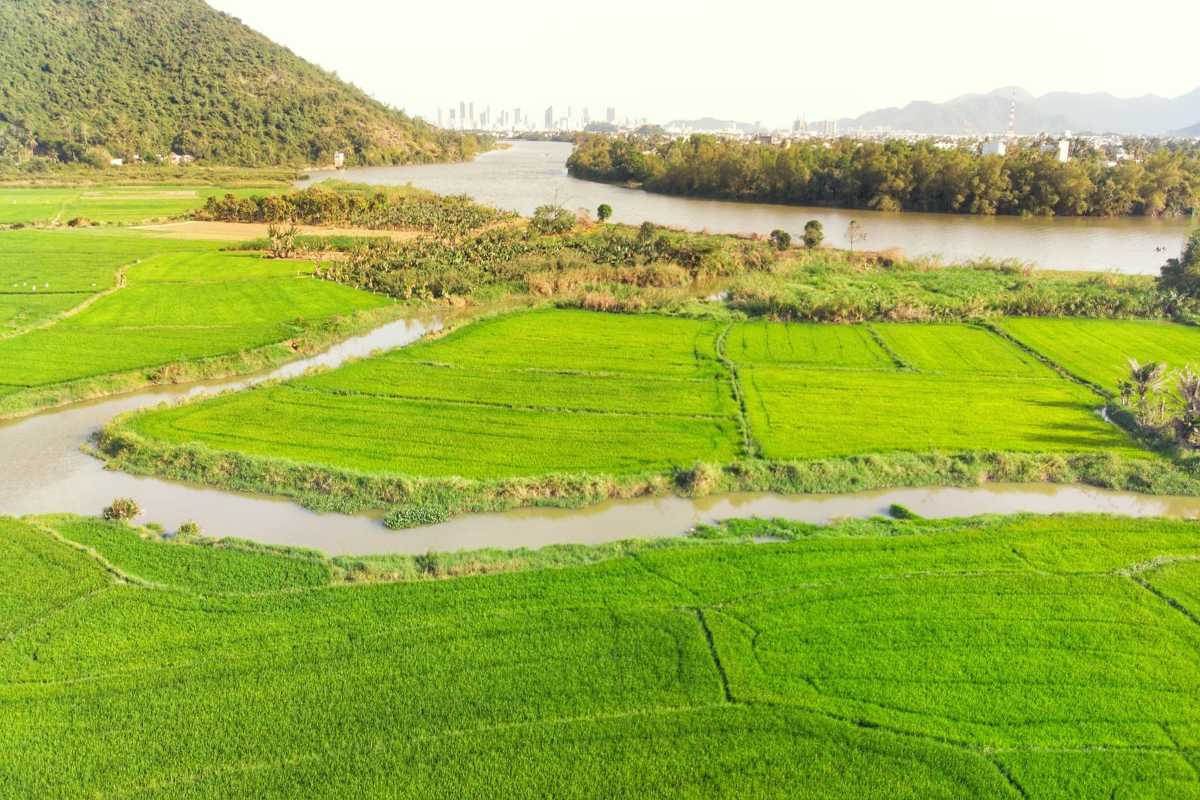 River-bordering Diên Điền Rice Fields Green paddies flowing toward a winding river with urban skyline in the distance