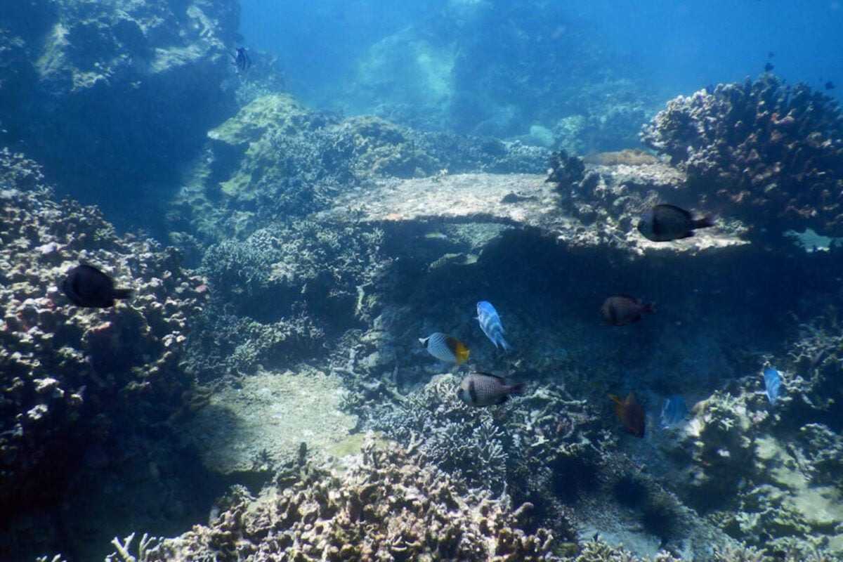 Diver near soft coral cluster Scuba diver explores soft coral cluster in calm blue waters at Hon Mun Marine Park