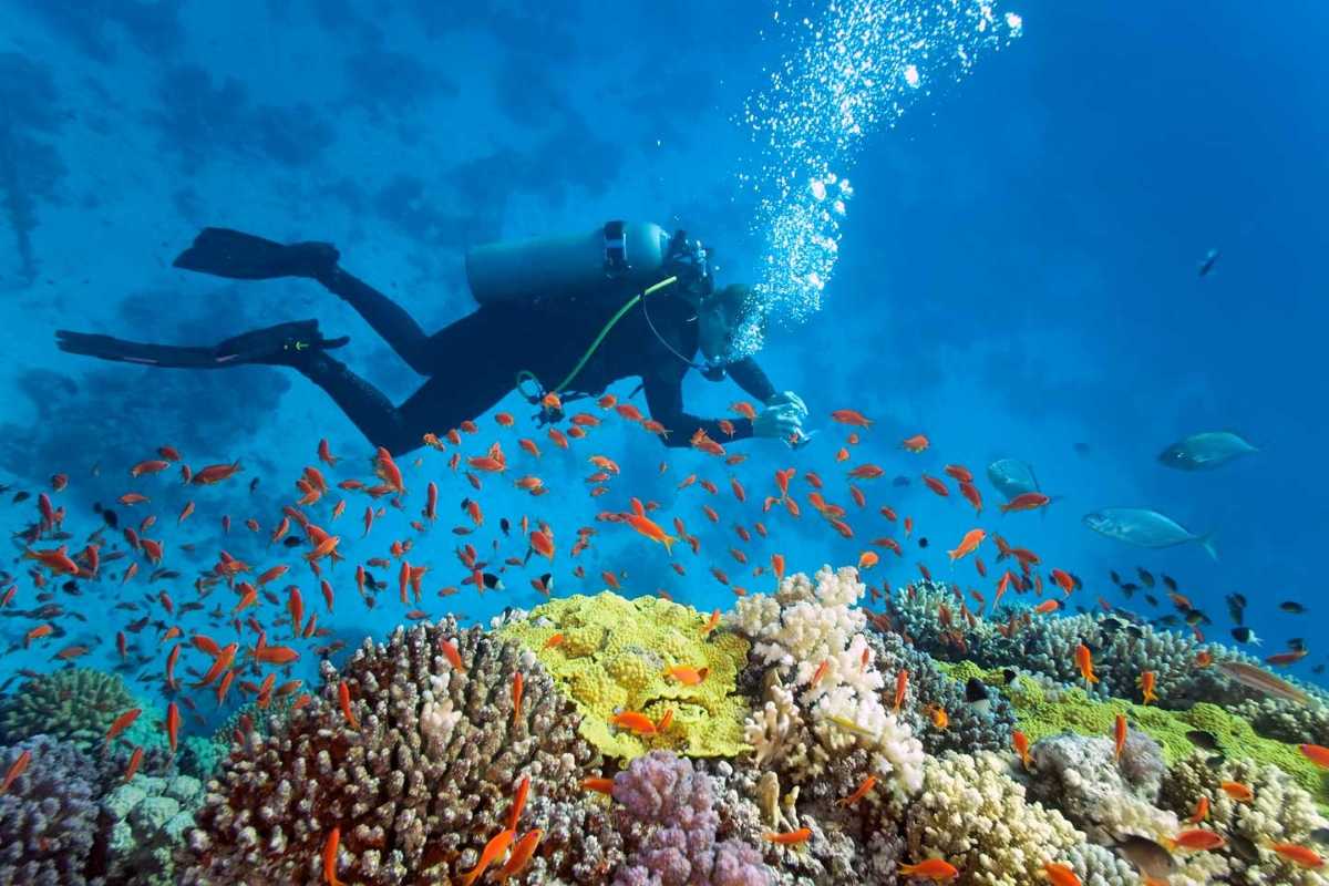 Diving with reef fish at Hon Mun Diver photographing a school of orange reef fish above coral formations in Hon Mun Marine Park