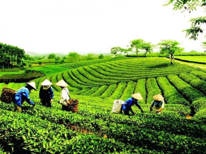 Exploring Thai Nguyen: Vietnam’s Tea Capital Exploring Thai Nguyen, Vietnam’s tea capital