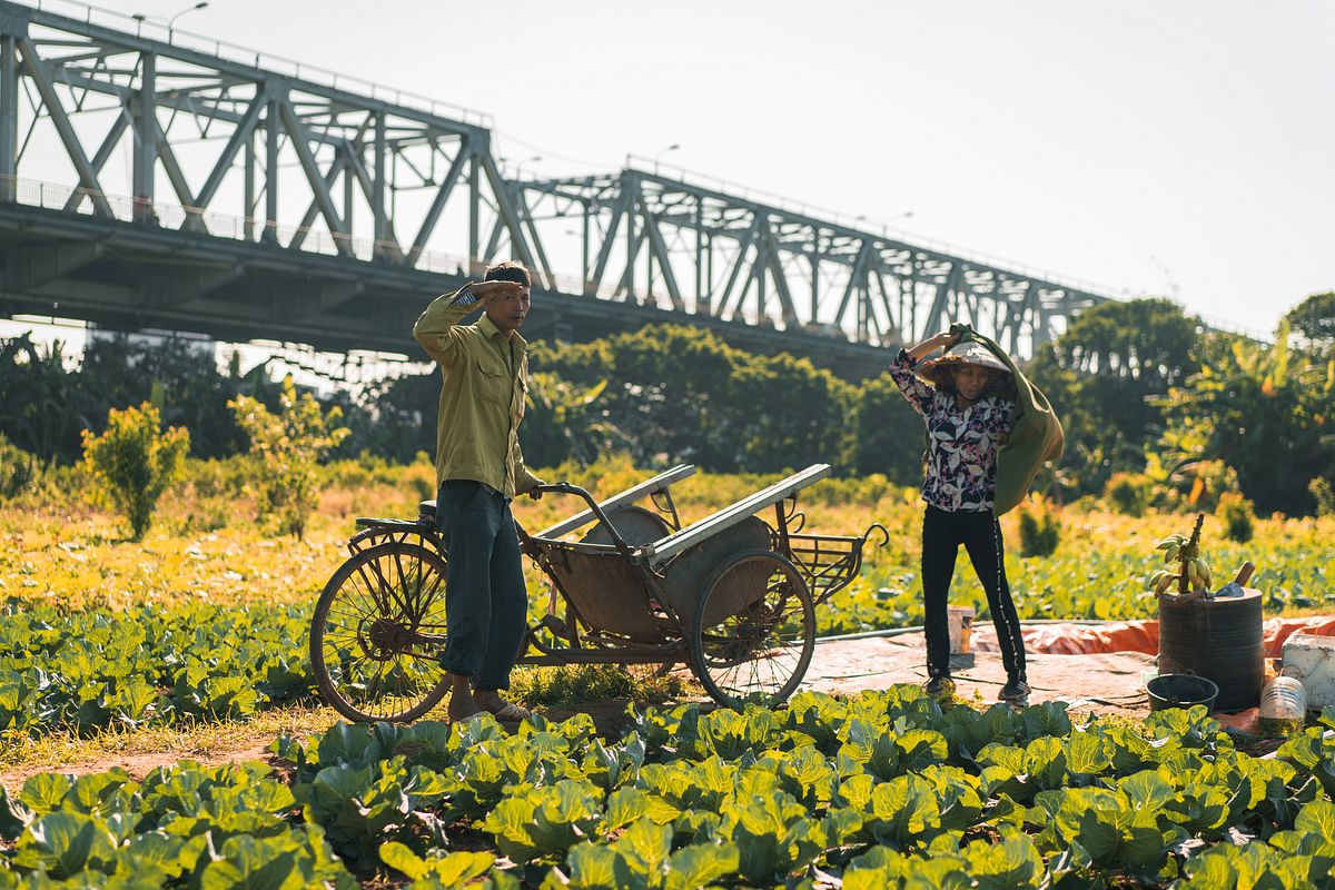 Farmers Working Near Long Bien Bridge Local farmers working in fields near Long Bien Bridge, with the historic bridge visible in the background.