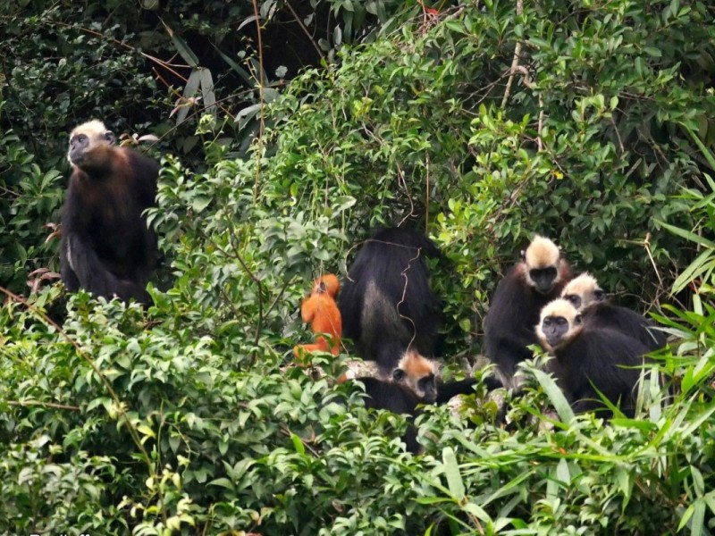 A group of fauna and lush flora in Cat Ba Island, showcasing biodiversity.