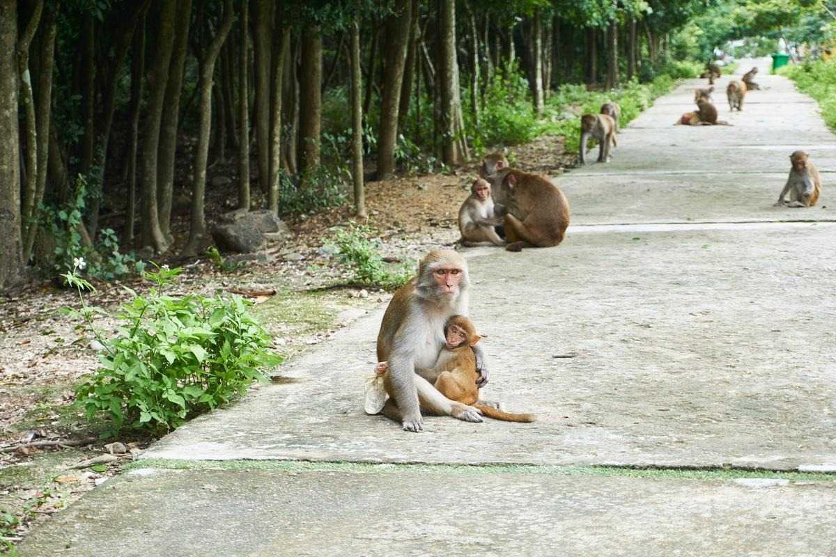 Monkey and Baby Monkey Adult monkey cuddling a baby monkey on a pathway at Hon Lao Island, Nha Trang