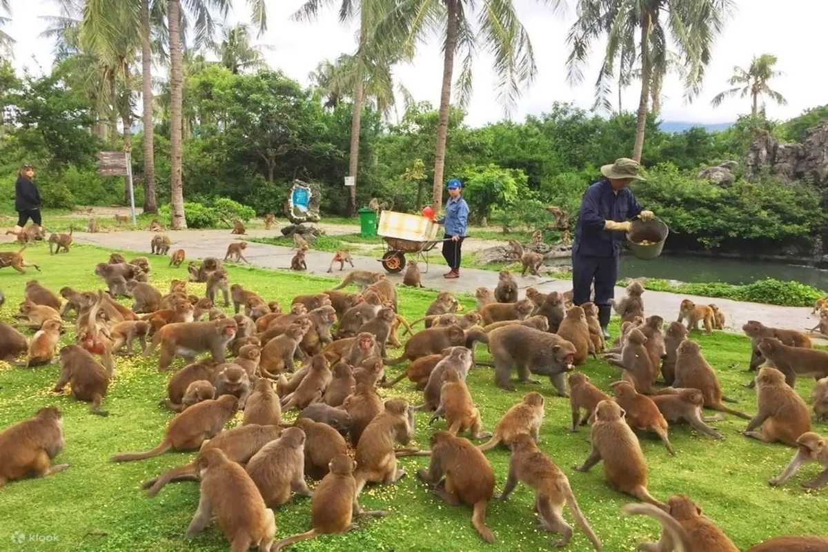 Monkey Feeding Time Feeding session with a large group of monkeys on Hon Lao Island in Nha Trang