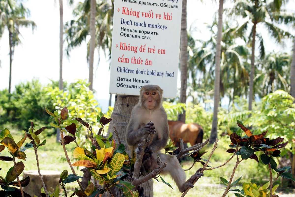 Monkey on Tree Branch A monkey sitting on a tree branch with the sea in the background on Hon Lao Island, Nha Trang