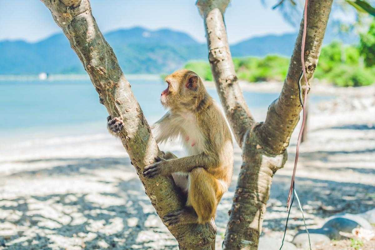 Monkey Near Warning Sign A monkey sitting near a warning sign about feeding monkeys on Hon Lao Island, Nha Trang
