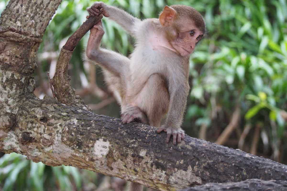 Young Monkey on Tree A young monkey perched on a tree branch on Hon Lao Island, Nha Trang