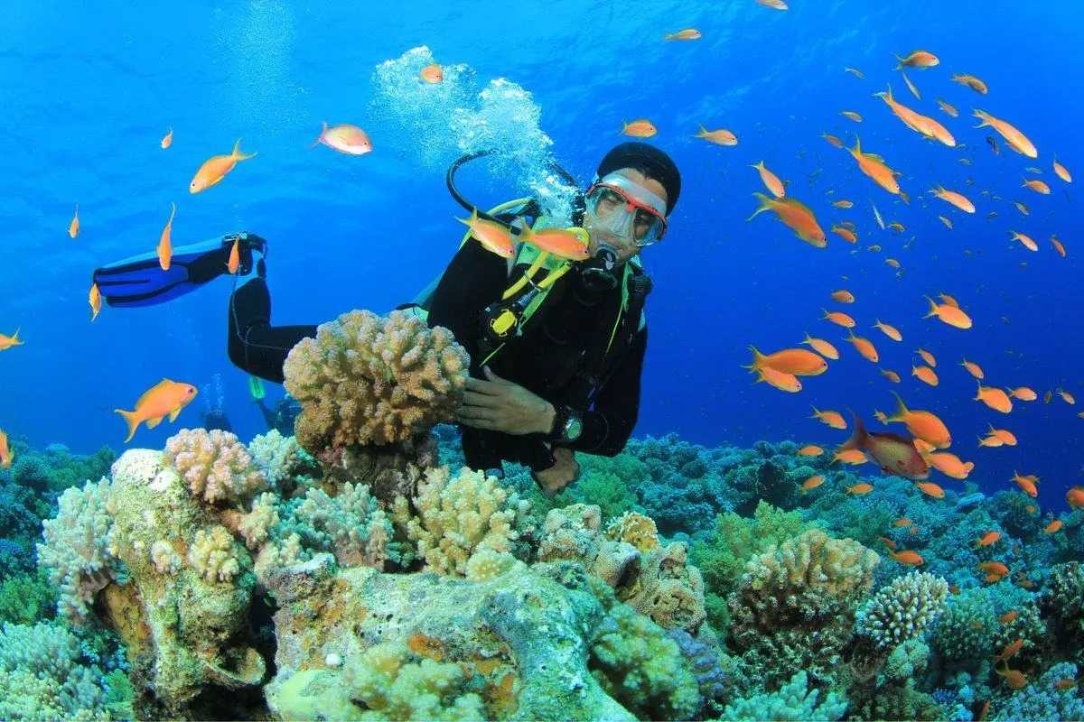 Diver among colorful coral reefs and orange fish at Hon Mun Island’s underwater marine zone.
