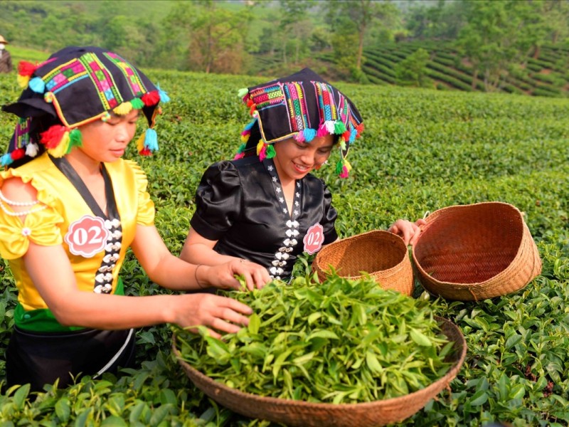 Lai Chau Farmers Harvesting Premium Tea Leaves Lai Chau farmers harvesting premium tea leaves