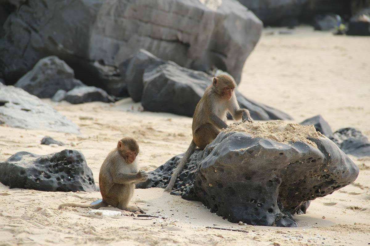 Macaque monkeys on the beach at Monkey Island, Vietnam