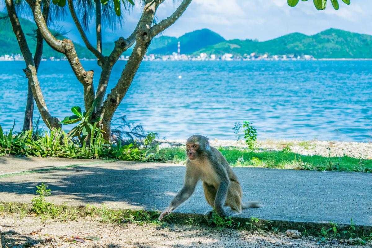 A monkey walks along a coastal path shaded by trees on Monkey Island Nha Trang with the sea in the background.