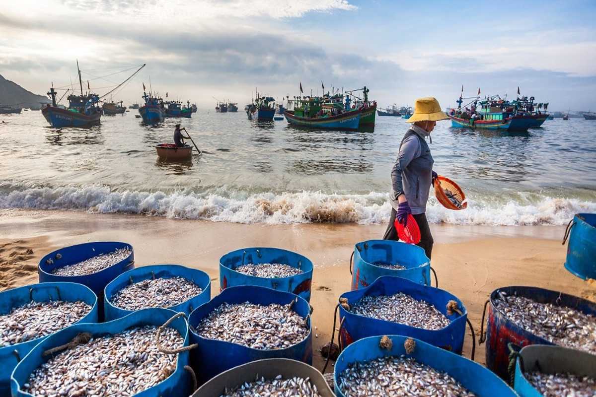 Morning Catch at Nha Trang Shore Woman walking along shore near blue fish bins filled with fresh sardines, with boats anchored offshore.