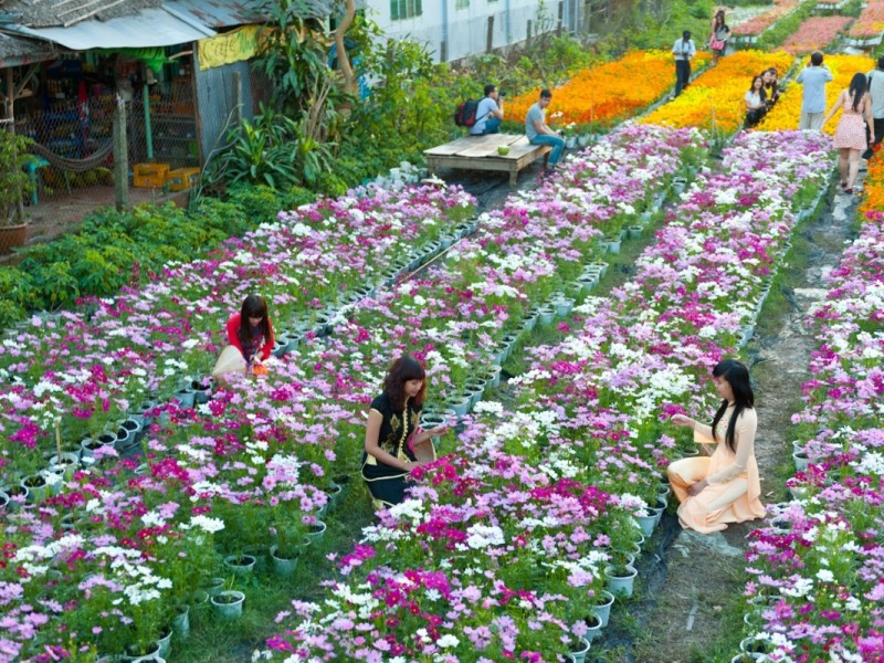Ngoc Ha Village during Tet Celebrations Colorful flower fields at Ngoc Ha Flower Village, Hanoi, during Tet Festival.