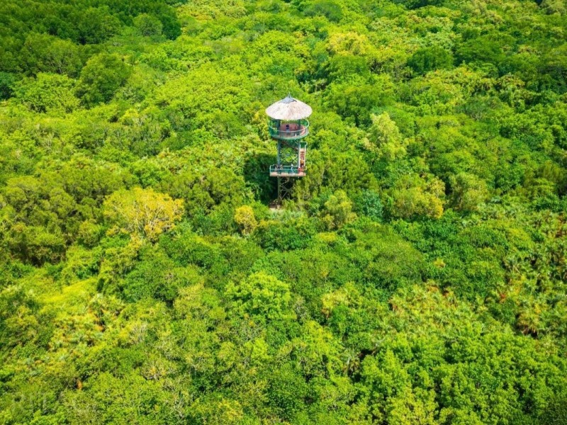 Observation Tower Overlooking Can Gio Mangrove Forest Observation tower in Can Gio Mangrove Forest, surrounded by lush greenery, offering panoramic views.