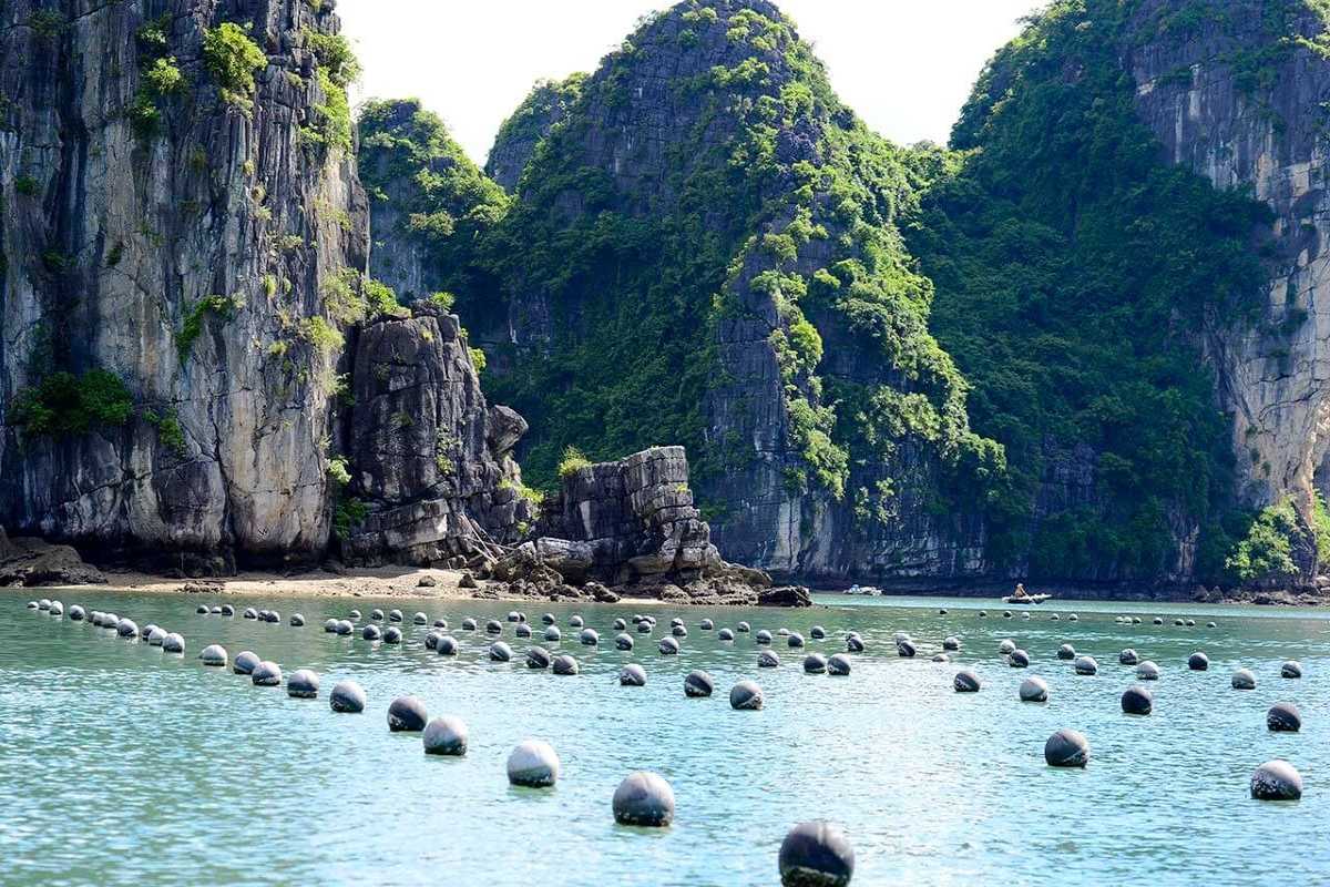 Oyster beds and floating farm structures at Tung Sau Pearl Farm Halong Bay, set amid emerald waters and karst cliffs