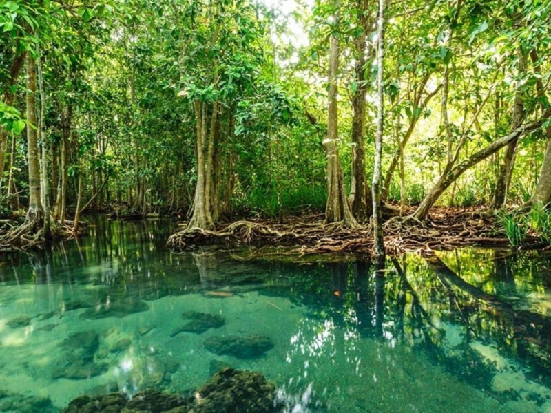 Pristine Waters of Can Gio Mangrove Forest Pristine, clear water surrounded by dense mangrove trees in Can Gio Mangrove Forest.