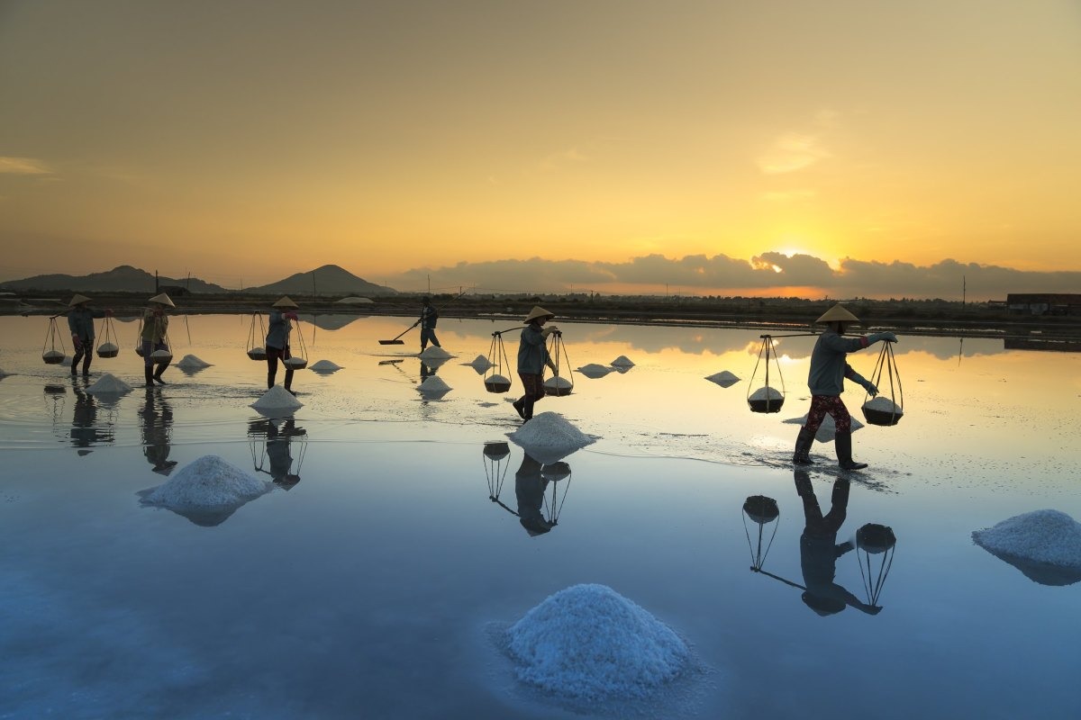 Salt Harvesting Action Shot at Hon Khoi Commune Salt workers actively harvesting salt in Hon Khoi Commune under bright daylight