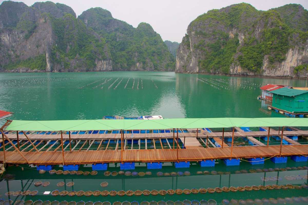 Floating platforms with pearl farming equipment at Tung Sau Pearl Farm Halong Bay