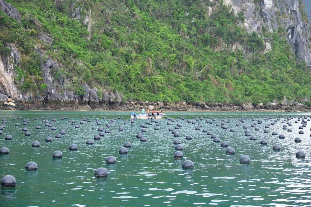 Rows of floating pearl farming buoys at Tung Sau Pearl Farm Halong Bay with green cliffs behind