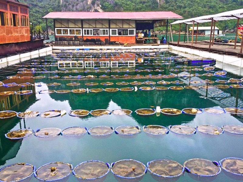 Tung Sau Pearl Farm in Halong Bay's Scenic Waters Tung Sau Pearl Farm with boats and limestone karsts in the background in Halong Bay.