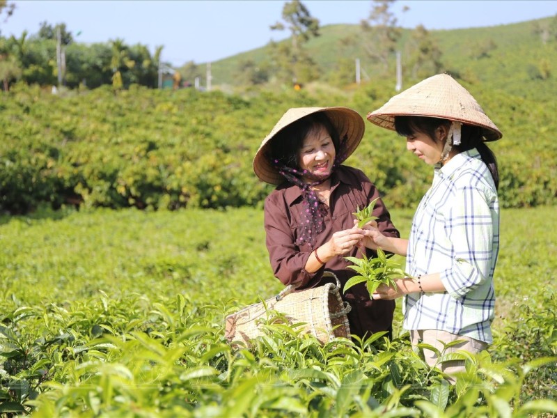 Women Picking Fresh Tea Leaves in Vietnam Women picking fresh tea leaves in Vietnam