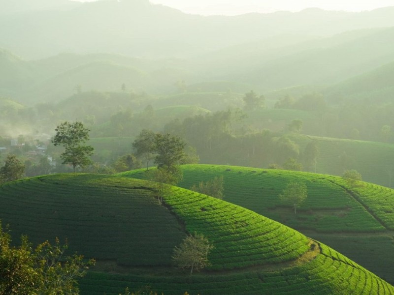 Aerial View of Long Coc Tea Hills in Phu Tho Aerial view of the rolling tea hills in Long Coc, Phu Tho, surrounded by lush greenery and winding roads