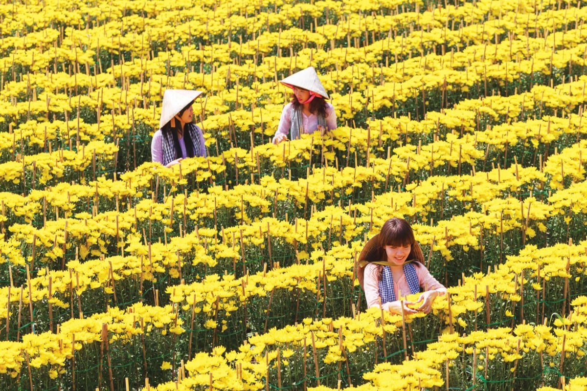 Flower Farmers at Cai Mon Orchard Village Farmers working in vibrant yellow flower fields at Cai Mon Orchard Village, highlighting local agriculture and culture in Ben Tre.