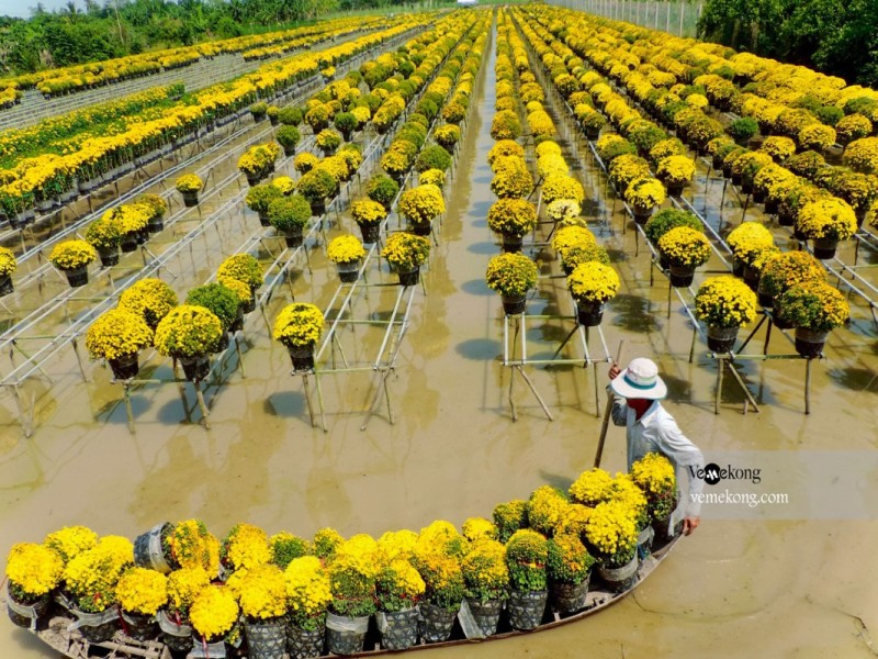 Flower Fields at Sa Dec Village Sa Dec Flower Village in Dong Thap, featuring a vast field of yellow chrysanthemums.