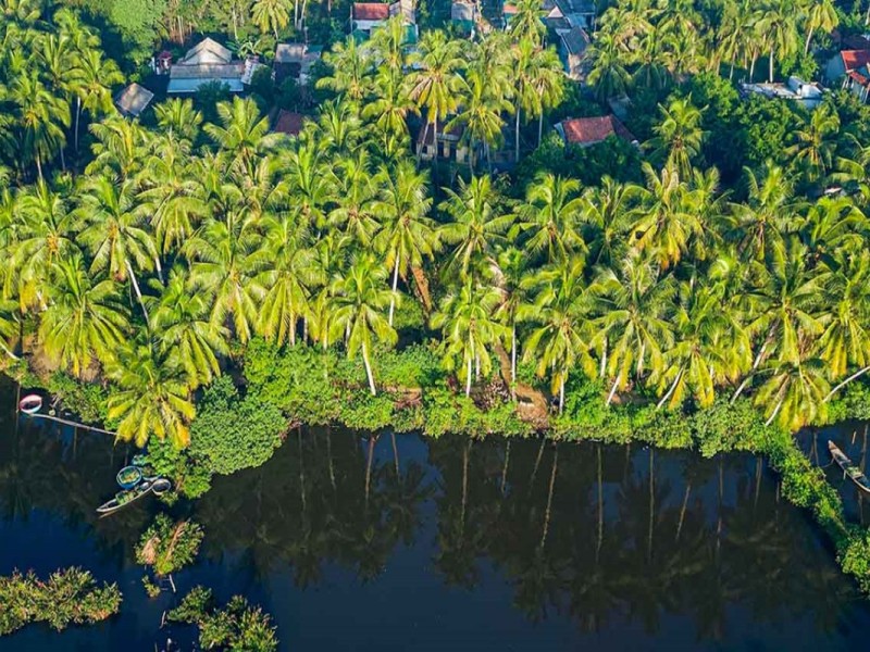 Minh Island Scenic Views in Ben Tre Aerial view of Minh Island's lush green coconut groves in Ben Tre, surrounded by tranquil water channels in the Mekong Delta.