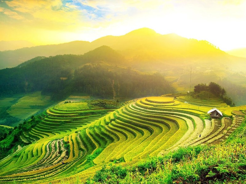 Mu Cang Chai Paragliding Experience Paraglider soaring above Mu Cang Chai's scenic green rice terraces.
