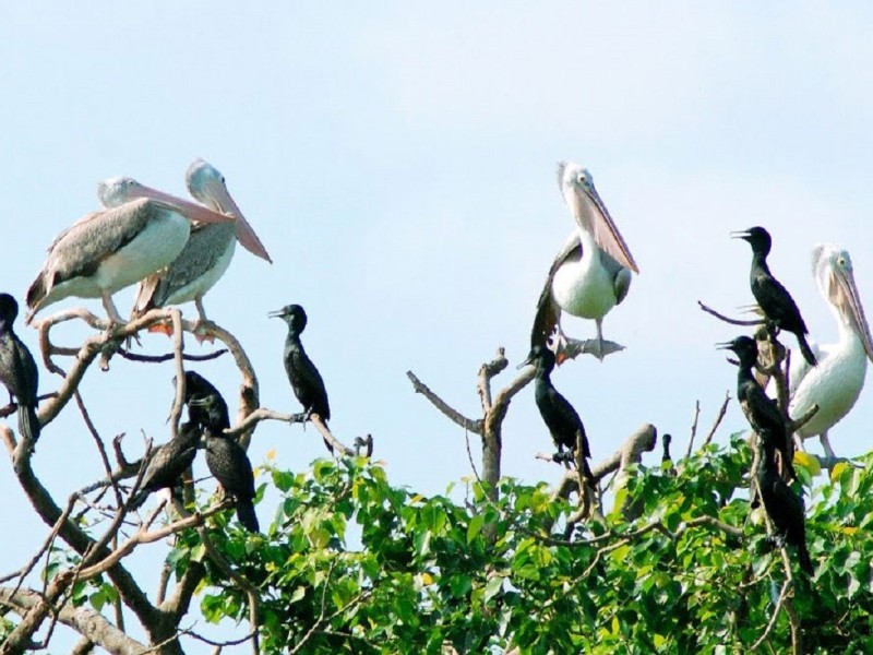 Pelicans and Cormorants at Bac Lieu Bird Sanctuary Pelicans and cormorants at Bac Lieu Bird Sanctuary resting on trees