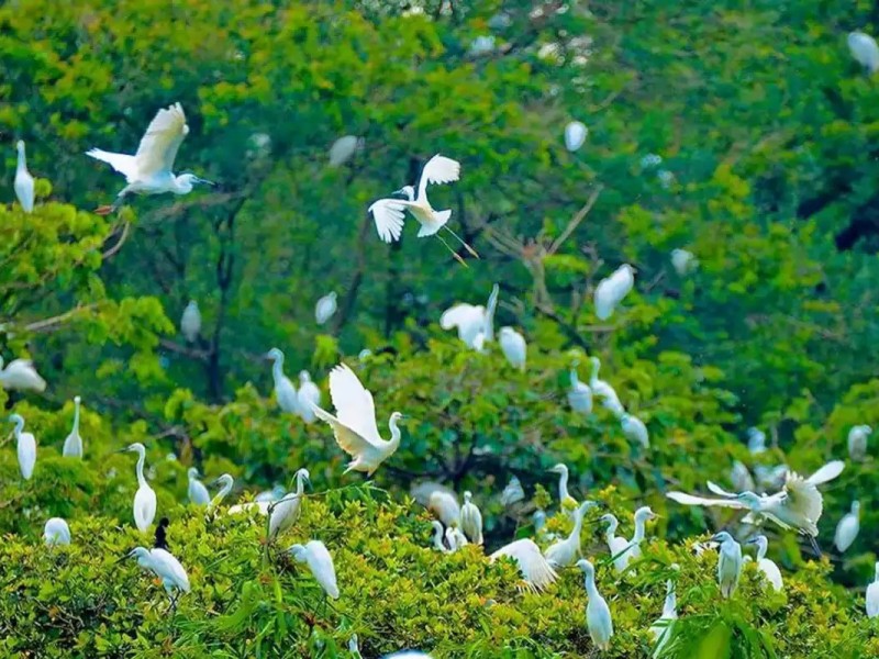 Storks Nesting in Ca Mau's Tu Su Garden Close-up of storks nesting at Tu Su Garden in Ca Mau