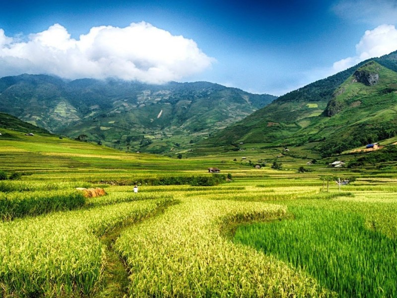 Terrace Field in Tu Le Green terrace fields in Tu Le, Yen Bai, with lush mountain views.