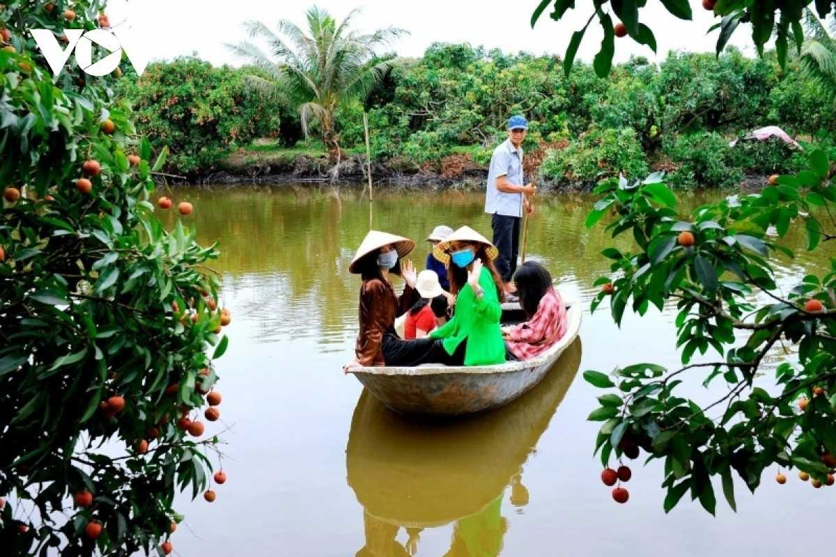 Thanh Ha Lychee Farm in Hai Duong Tourists enjoying a boat ride through the lush lychee orchards at Thanh Ha Lychee Farm in Hai Duong, with lychee trees and ripe fruits in the background.