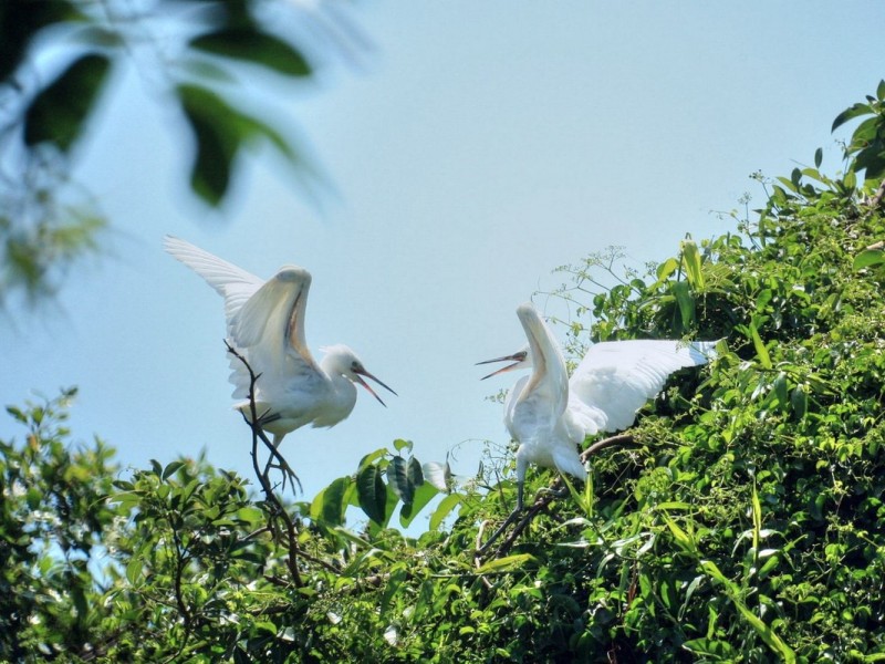 Tu Su Stork Garden, Ca Mau's Bird Sanctuary Tu Su Stork Garden, a sanctuary for birds in Ca Mau